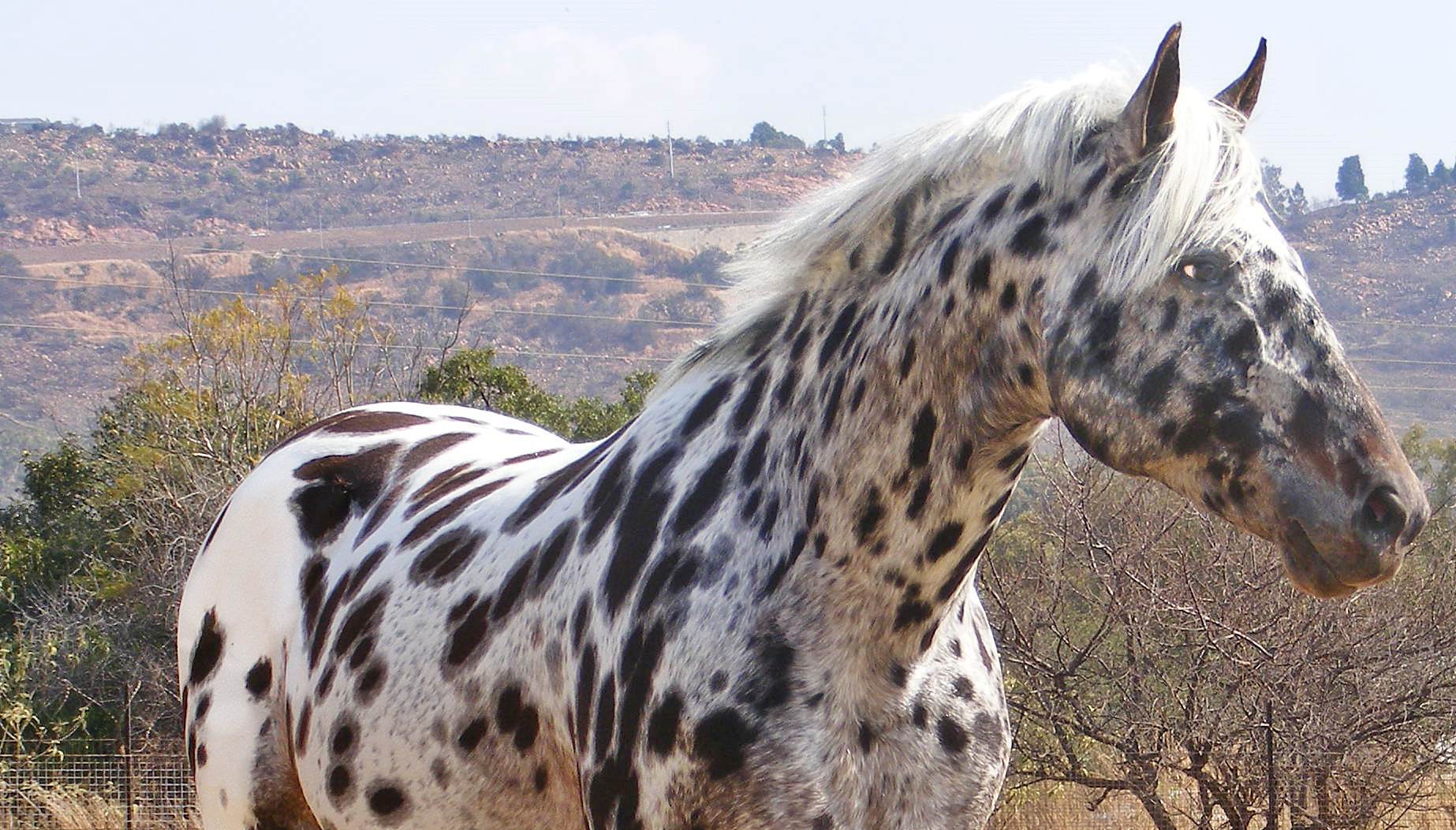 Leopard Rock Sport Horse Appaloosa Horses